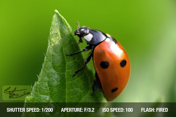 نکات آموزشی عکاسی از حشرات