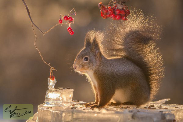 عکاسی از سنجاب‌های قرمز اثر گیِرت وِگِن