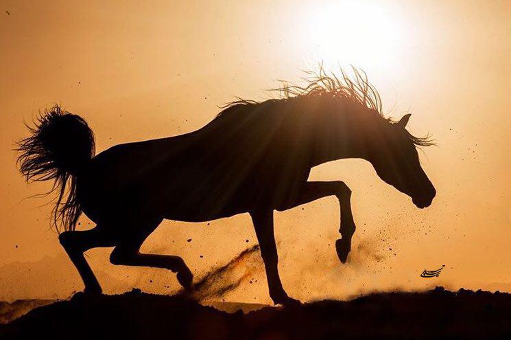 عکاسی از اسب اثر حميد شكوهي